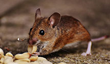24 Hour & Emergency Exterminators in Ryde, PA